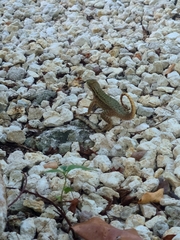 Leiocephalus carinatus