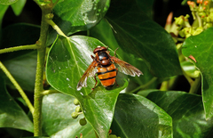 Volucella inanis