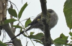 Aegithalos caudatus