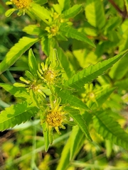 Bidens vulgata