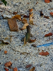 Leiocephalus carinatus