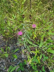 Centaurea nigra