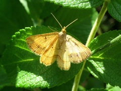 Isturgia arenacearia