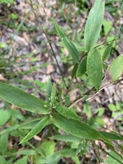 Dichanthelium commutatum