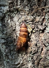 Lymantria dispar