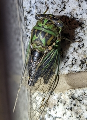 Neotibicen linnei