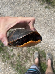 Chrysemys picta picta