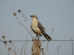 Mimus saturninus