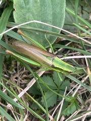 Euthystira brachyptera