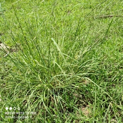 Bouteloua curtipendula