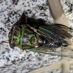 Neotibicen linnei