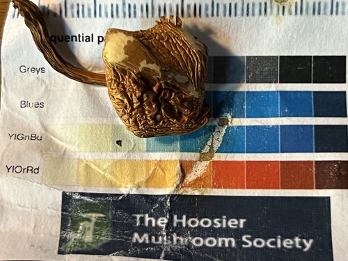 Gymnopilus subdryophilus
