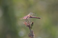 Sympetrum vulgatum