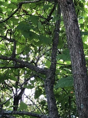 Catalpa bignonioides