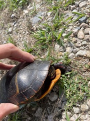 Chrysemys picta picta