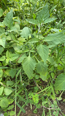 Solanum emulans