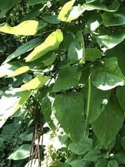 Catalpa bignonioides
