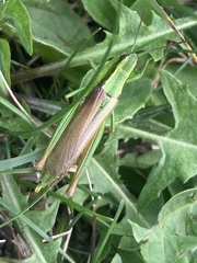 Euthystira brachyptera
