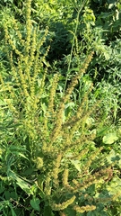 Rumex dentatus