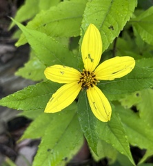 Helianthus decapetalus