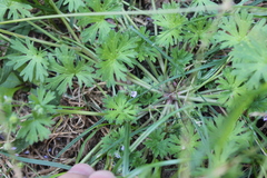 Geranium pusillum