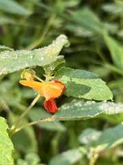 Helianthus decapetalus
