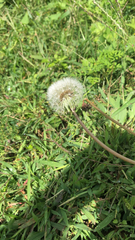 Taraxacum erythrospermum