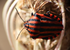 Graphosoma italicum italicum