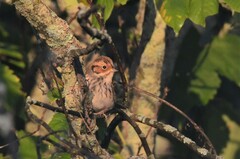 Emberiza pusilla