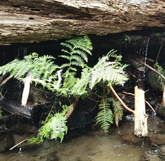 Athyrium filix-femina