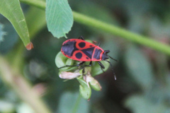 Pyrrhocoris apterus