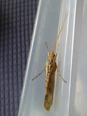 Limnephilus