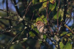 Emberiza pusilla