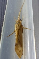 Limnephilus