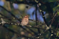 Emberiza pusilla
