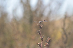 Sympetrum vulgatum