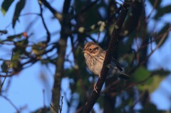 Emberiza pusilla
