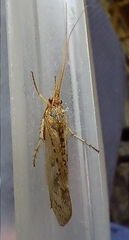 Limnephilus