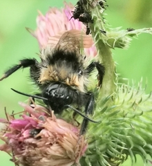 Bombus campestris