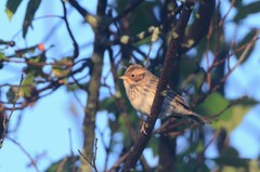 Emberiza pusilla