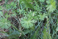 Geranium pusillum