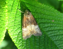 Mesoligia furuncula