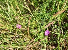 Agalinis purpurea