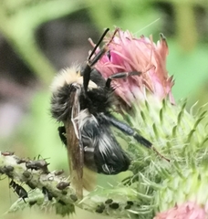 Bombus campestris