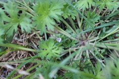 Geranium pusillum