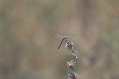 Sympetrum vulgatum
