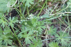 Geranium pusillum