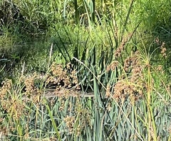 Schoenoplectus tabernaemontani