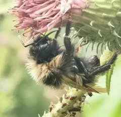 Bombus campestris