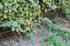 Echinochloa crus-galli